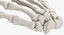 3D Human Scapula  Arm and Hand Bones Collection White - 5 models