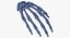 3D Human Scapula  Arm and Hand Bones Collection White - 5 models