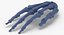3D Human Scapula  Arm and Hand Bones Collection White - 5 models