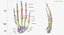 3D Human Scapula  Arm and Hand Bones Collection White - 5 models