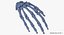 3D Human Scapula  Arm and Hand Bones Collection White - 5 models