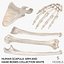 3D Human Scapula  Arm and Hand Bones Collection White - 5 models
