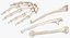3D Human Scapula  Arm and Hand Bones Collection White - 5 models