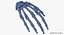 3D Human Scapula  Arm and Hand Bones Collection White - 5 models