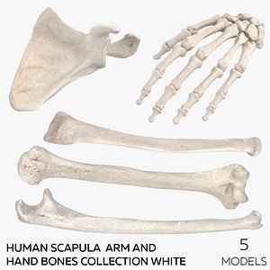 3D Human Scapula  Arm and Hand Bones Collection White - 5 models