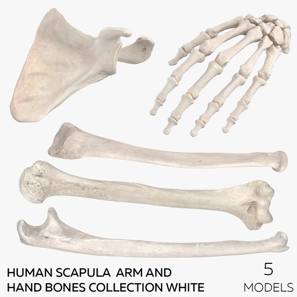 3D Human Scapula Arm and Hand Bones Collection White - 5 models