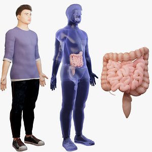 3D model Intestines Human organ