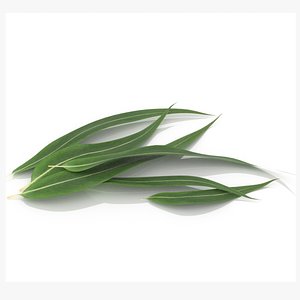 Eucalyptus leaves health herb