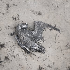 Dead Bird 02