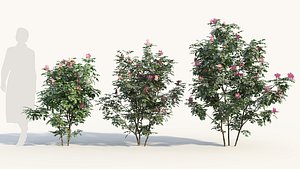 Rosa virginiana a 3D model