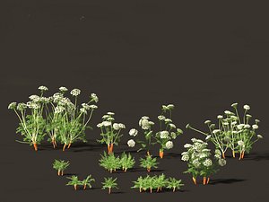Carrot - Daucus carota model