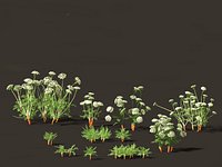 Carrot - Daucus carota