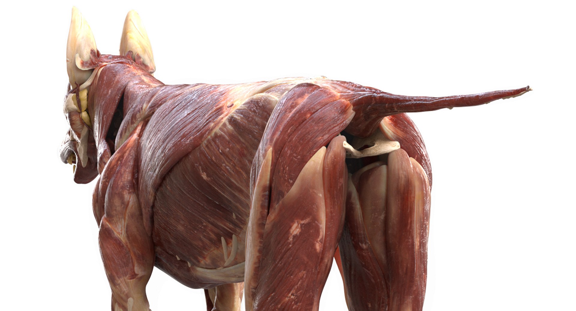 3D eye muscle skeleton https://p.turbosquid.com/ts-thumb/jl/gw1cpZ/2xNAHhmG/12/jpg/1549508102/1920x1080/fit_q87/25a93e5c65fe6f527de6a8e2d463b3abadacf1ab/12.jpg