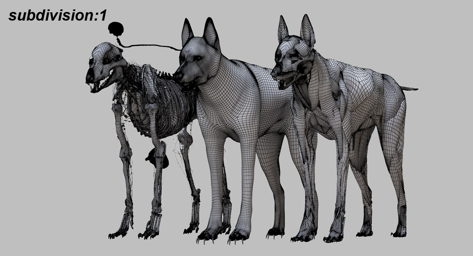 3D eye muscle skeleton https://p.turbosquid.com/ts-thumb/jl/gw1cpZ/4V3v5OGt/25/jpg/1549508102/1920x1080/fit_q87/6fbb0d0516fcd58ddcc3ad9e4592da10b769f6c4/25.jpg