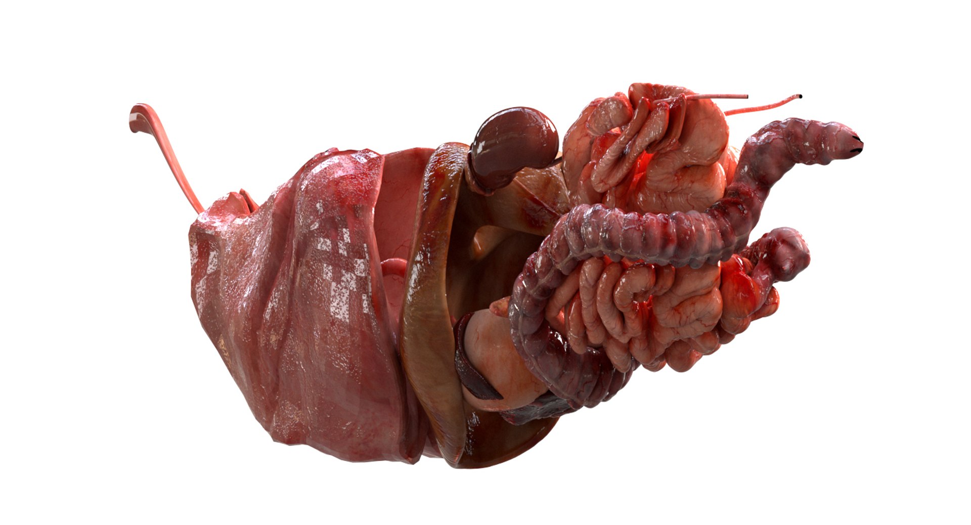 3D eye muscle skeleton https://p.turbosquid.com/ts-thumb/jl/gw1cpZ/4zqhANeY/17/jpg/1549508102/1920x1080/fit_q87/de8356d4eb59cac7d7e37af22eb6e7e71db0d4c8/17.jpg