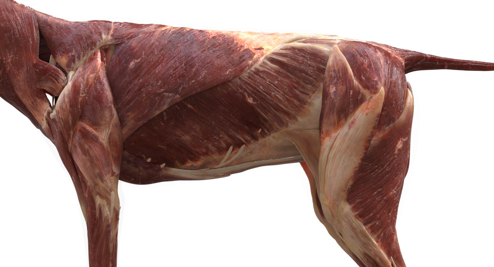 3D eye muscle skeleton https://p.turbosquid.com/ts-thumb/jl/gw1cpZ/BAxyUt4E/11/jpg/1549508102/1920x1080/fit_q87/ba691803b51d0dc4e892a58be7100f260692a412/11.jpg