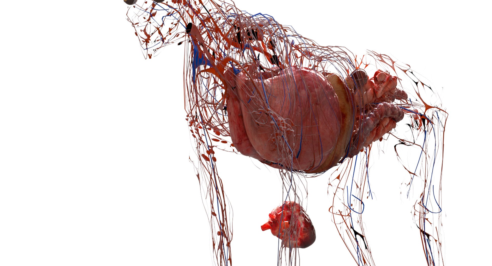 3D eye muscle skeleton https://p.turbosquid.com/ts-thumb/jl/gw1cpZ/EfScAbNg/15/jpg/1549508102/1920x1080/fit_q87/39cd85dd0d887baaa3c5ac864abfb608e211791d/15.jpg