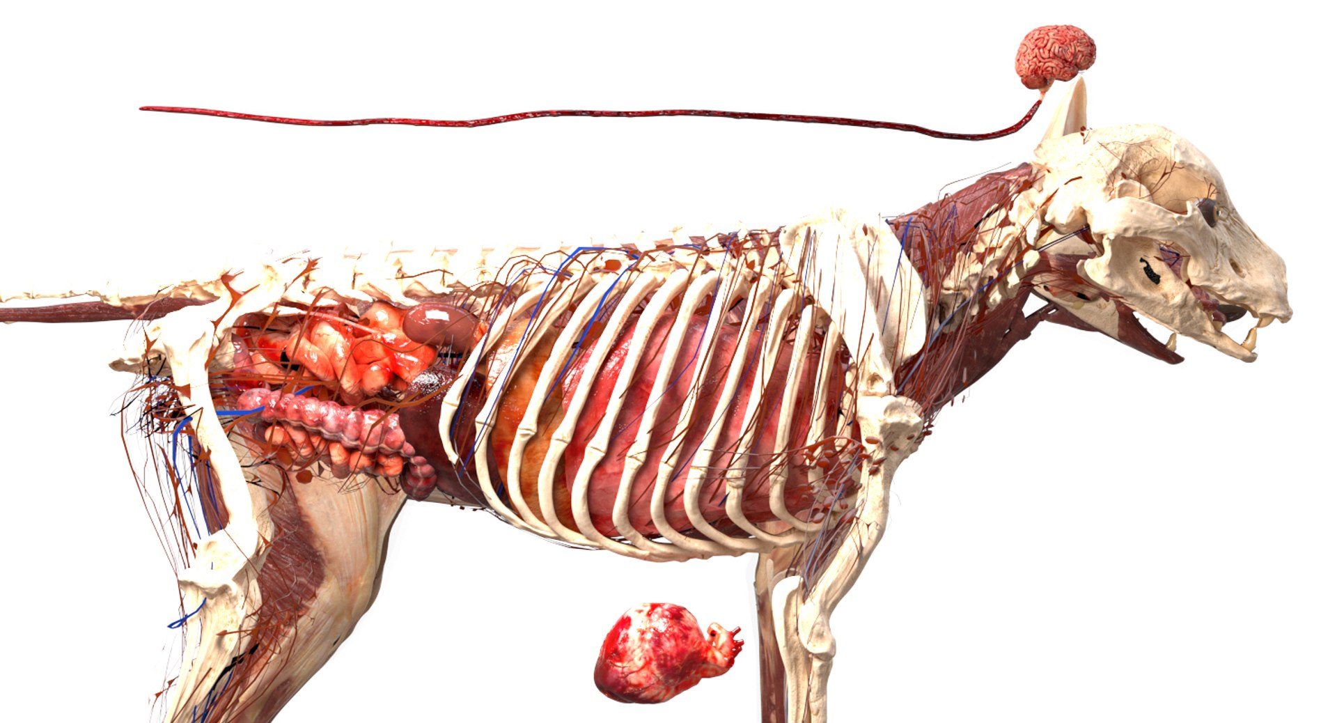 3D eye muscle skeleton https://p.turbosquid.com/ts-thumb/jl/gw1cpZ/GFq8T8eM/04/jpg/1549508101/1920x1080/fit_q87/82bf8499a13f7ac2cc8d36f429bba2970c9b89dc/04.jpg