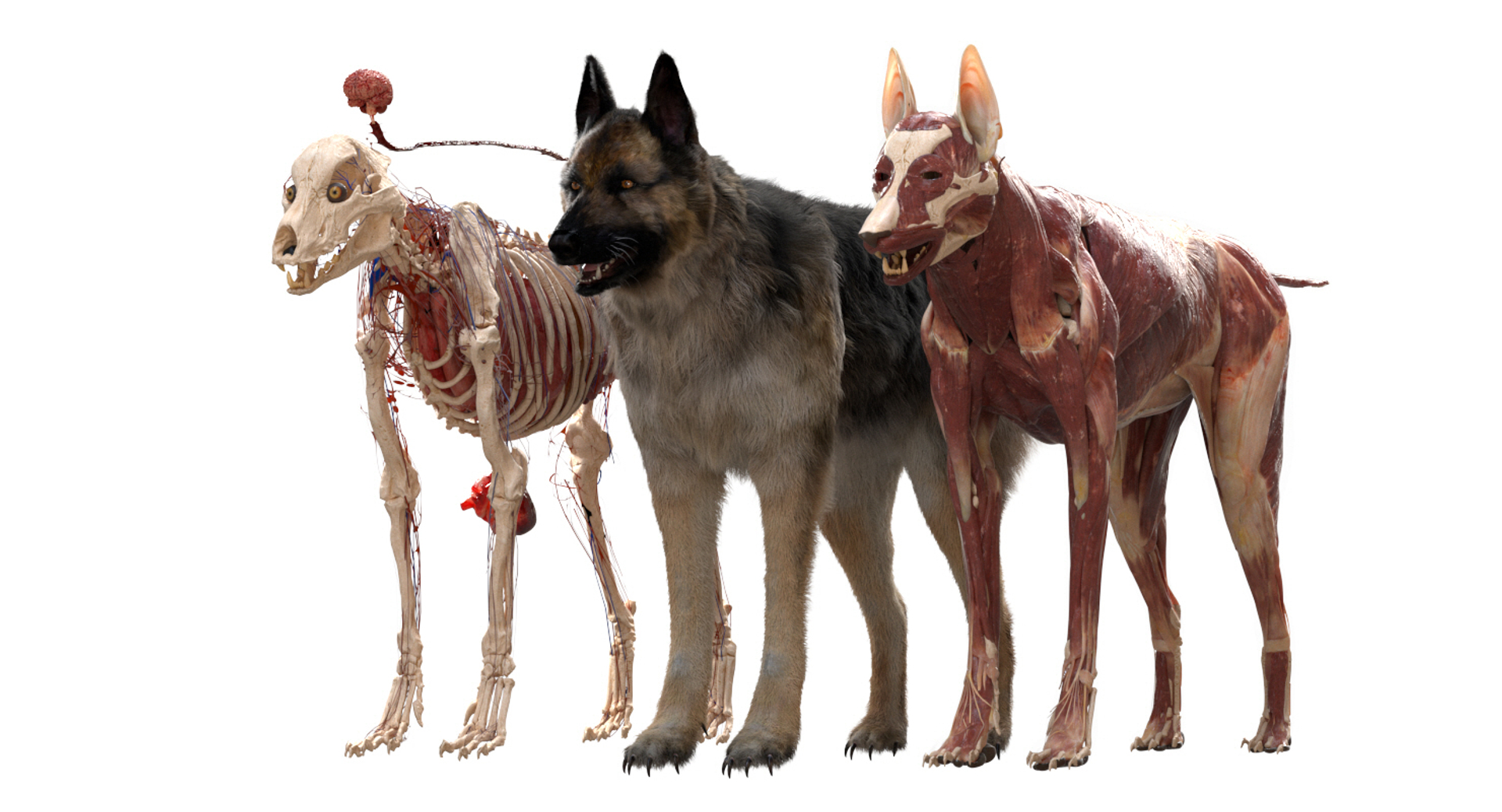3D eye muscle skeleton https://p.turbosquid.com/ts-thumb/jl/gw1cpZ/NoSf29vn/shepherdanatomy/jpg/1549508463/1920x1080/turn_fit_q99/71a25829082bb0b468a855b17ccbdaffd78fdd9d/shepherdanatomy-1.jpg