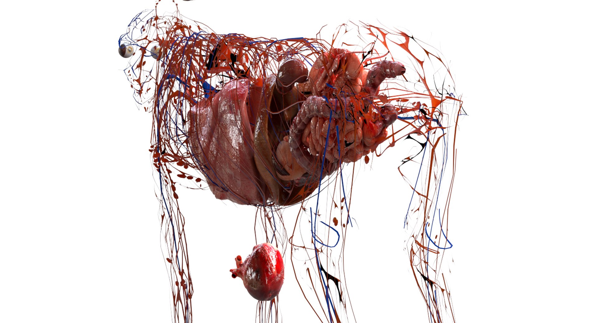 3D eye muscle skeleton https://p.turbosquid.com/ts-thumb/jl/gw1cpZ/QZqJhY2j/16/jpg/1549508102/1920x1080/fit_q87/31ea65f76d8da95553431ee20a22d65392b4cc67/16.jpg