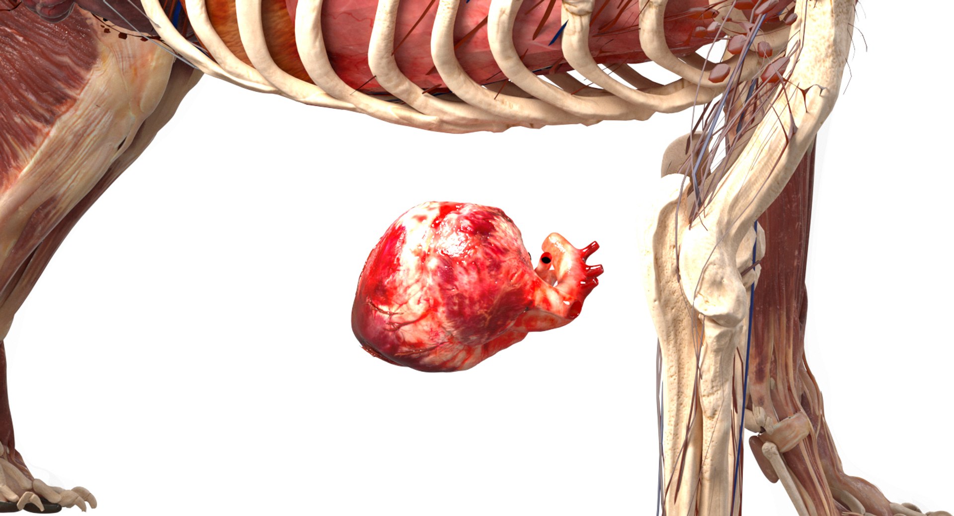 3D eye muscle skeleton https://p.turbosquid.com/ts-thumb/jl/gw1cpZ/RXtW3KS9/06/jpg/1549508101/1920x1080/fit_q87/beebcfde6d557cd48d4811ffe57383352f1210c7/06.jpg