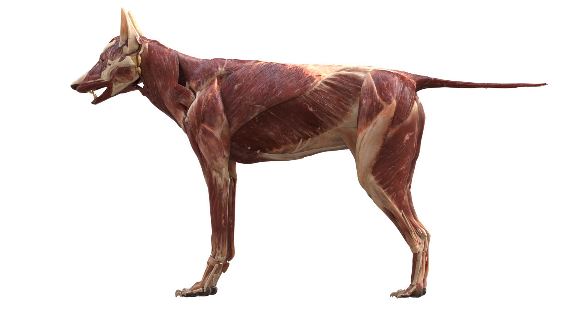 3D eye muscle skeleton https://p.turbosquid.com/ts-thumb/jl/gw1cpZ/S7Zrluzg/10/jpg/1549508101/1920x1080/fit_q87/849157d36cb17ca219e5f93636e5859a5fd6eea0/10.jpg