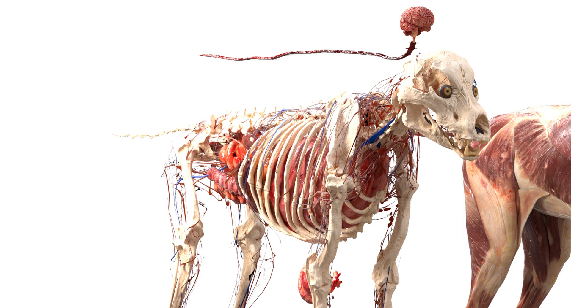 3D eye muscle skeleton https://p.turbosquid.com/ts-thumb/jl/gw1cpZ/TRTUIMB1/02/jpg/1549508101/1920x1080/fit_q87/3e374e5ead56d5f21ff8e460d7c350bf00e3ee99/02.jpg