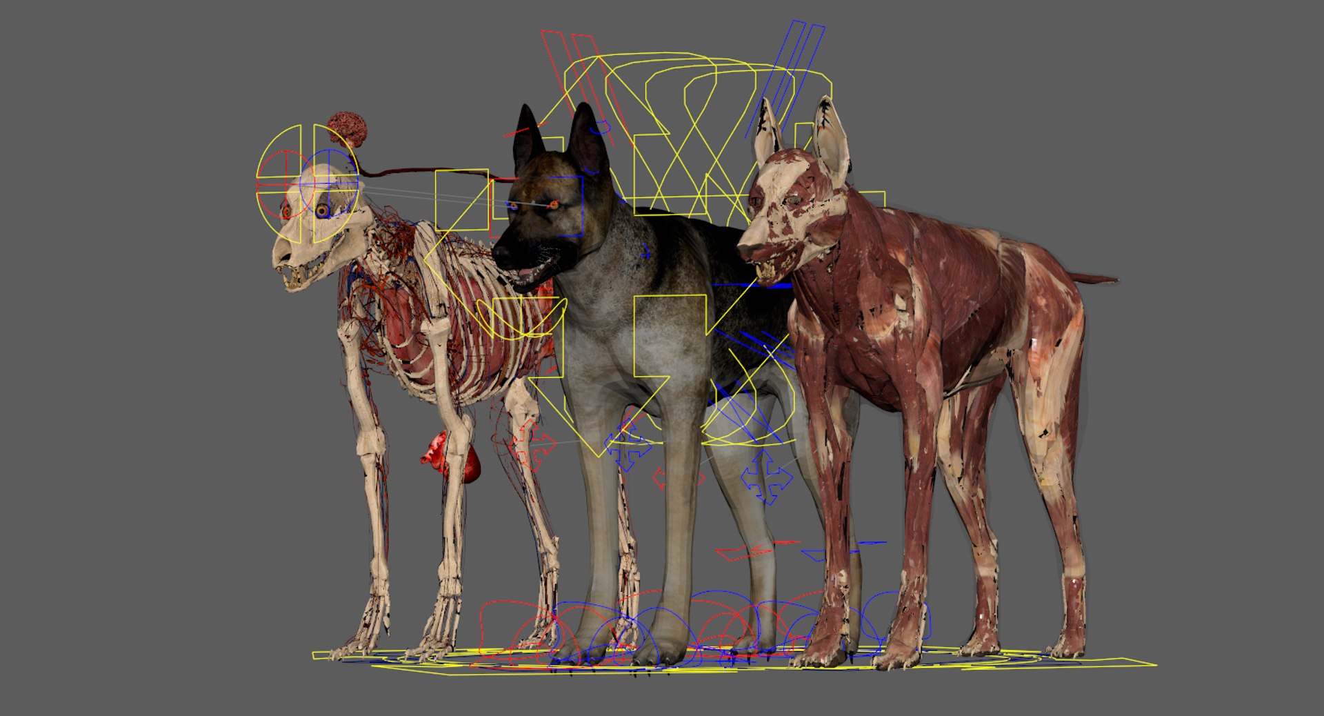 3D eye muscle skeleton https://p.turbosquid.com/ts-thumb/jl/gw1cpZ/aAI74fmD/29/jpg/1549508102/1920x1080/fit_q87/8b2e5960b8d307cd27e4fd16769a3ee09e6ade82/29.jpg