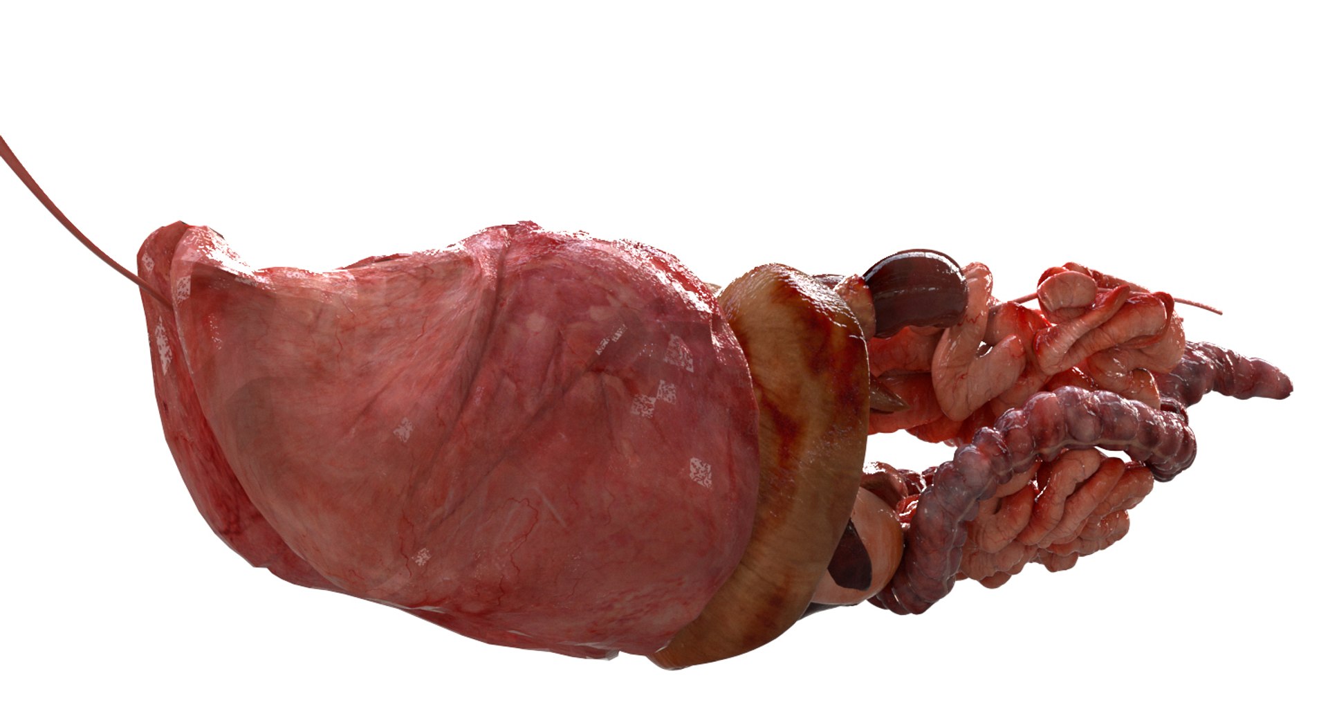 3D eye muscle skeleton https://p.turbosquid.com/ts-thumb/jl/gw1cpZ/bDDTrvEQ/18/jpg/1549508102/1920x1080/fit_q87/7f4337b06269ac6a49a49cd768aa07f197370afc/18.jpg