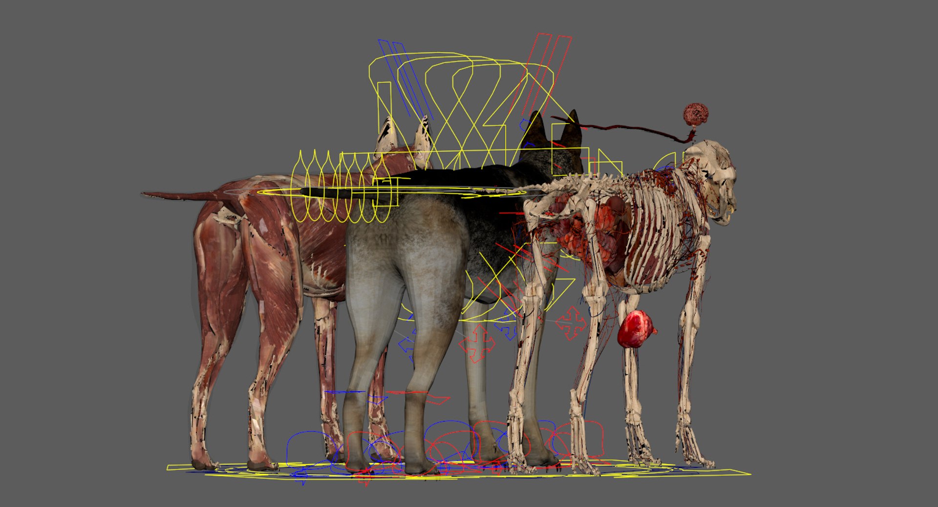 3D eye muscle skeleton https://p.turbosquid.com/ts-thumb/jl/gw1cpZ/jX7i2dib/30/jpg/1549508102/1920x1080/fit_q87/5866764857d3d94c7115b094a2c71de17dddf438/30.jpg