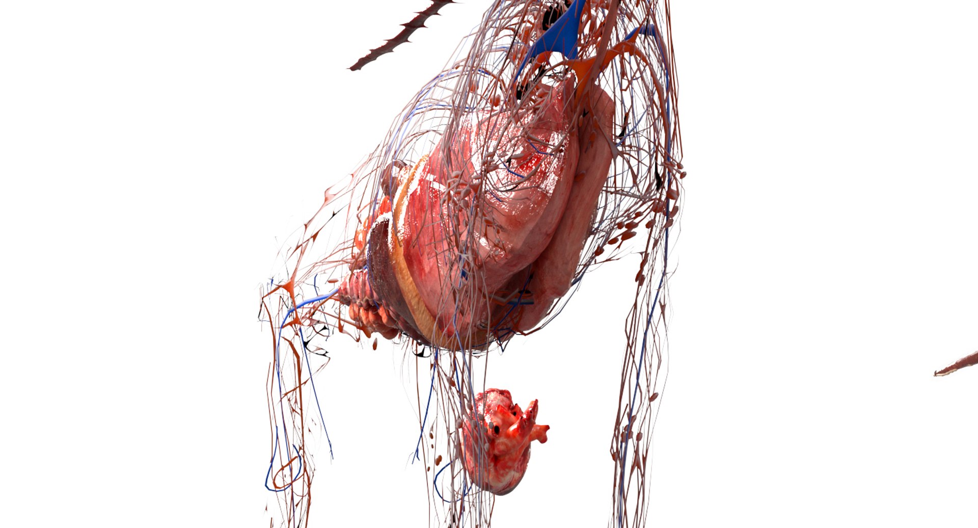 3D eye muscle skeleton https://p.turbosquid.com/ts-thumb/jl/gw1cpZ/kVmjPJkM/07/jpg/1549508101/1920x1080/fit_q87/29a4a462afd7c430cf66138ae7bcd5229d5f5439/07.jpg