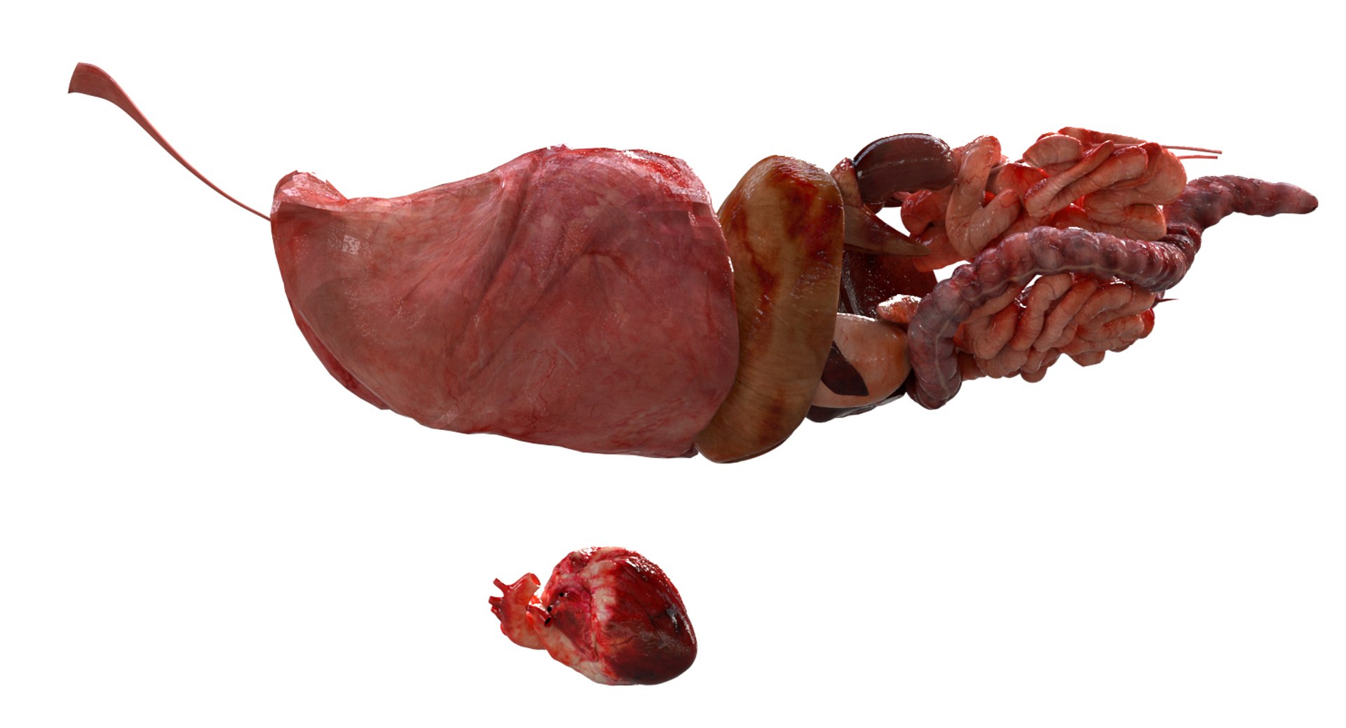 3D eye muscle skeleton https://p.turbosquid.com/ts-thumb/jl/gw1cpZ/poxMJ3u5/19/jpg/1549508102/1920x1080/fit_q87/aea1586d872369e4b900eeb20fd03ed0c273681d/19.jpg