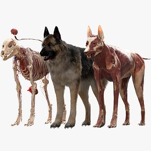 Shepherd Dog Anatomy