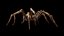 Tegenaria Domestica