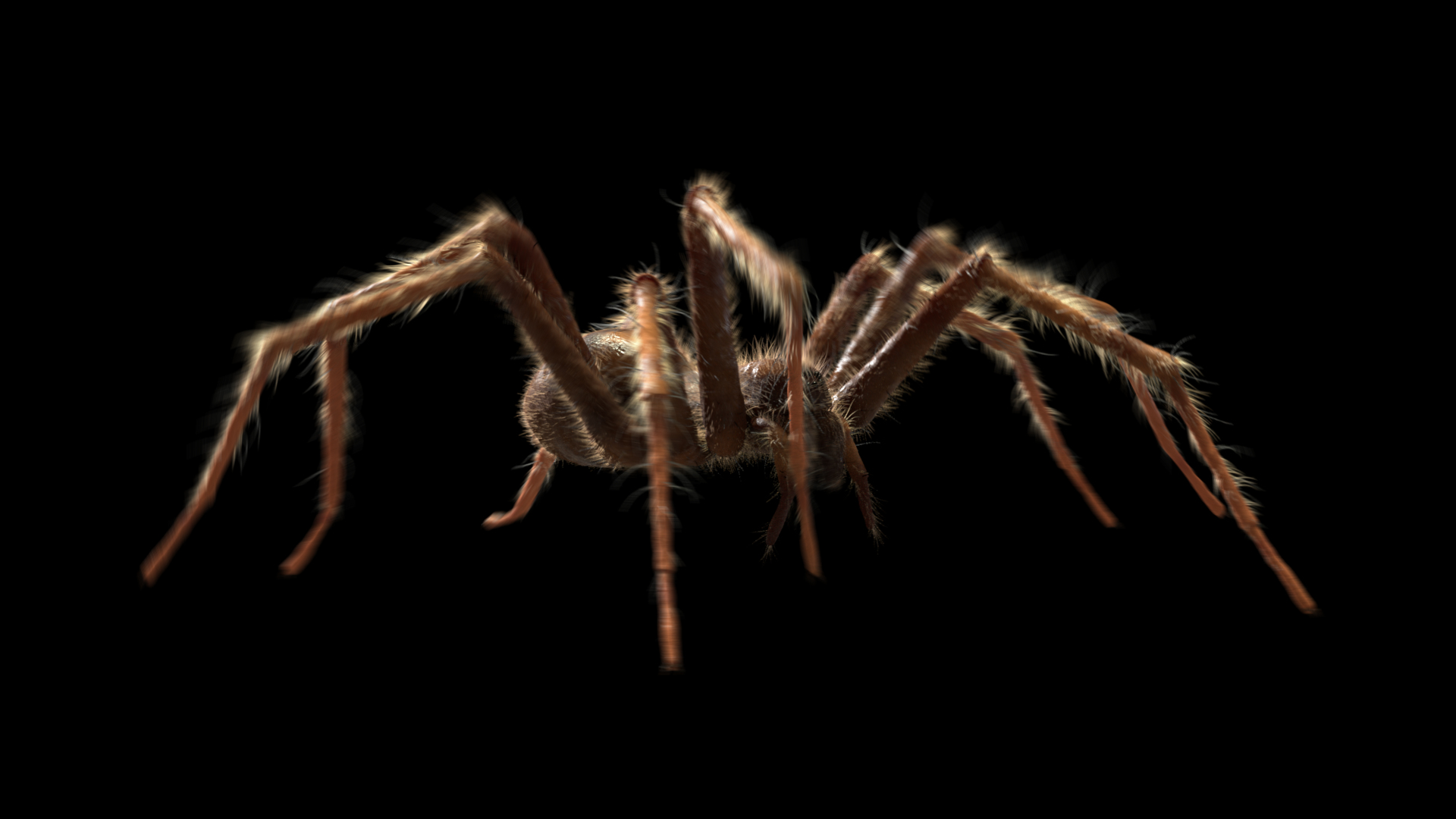 tegenaria domestica 3D model https://p.turbosquid.com/ts-thumb/jl/tkCn0n/2DzLdYzU/tegenariawalking/png/1523103868/1920x1080/turn_fit_q99/44938e80e0594be8397b08f4a5bf19caa55cdfc1/tegenariawalking-1.jpg