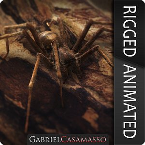 Tegenaria Domestica