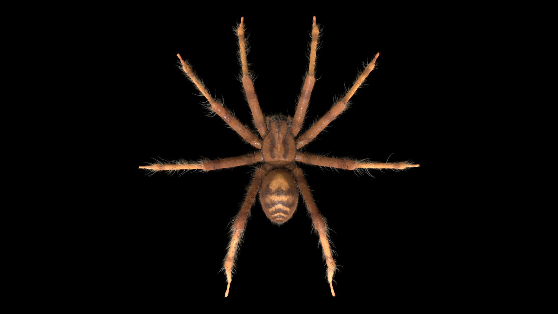 tegenaria domestica 3D model https://p.turbosquid.com/ts-thumb/jl/tkCn0n/3xC96HjI/r2/png/1523067247/1920x1080/fit_q87/9b1b352c9ad0214627d484ed6161e6020e05083b/r2.jpg