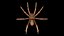 Tegenaria Domestica