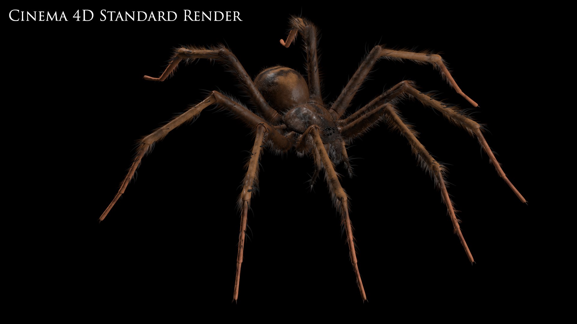 tegenaria domestica 3D model https://p.turbosquid.com/ts-thumb/jl/tkCn0n/7zp0Tjti/standard1/png/1523216937/1920x1080/fit_q87/b0045309117b40c7a26bd80fa3ef35b60bdd5e2b/standard1.jpg