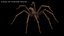 Tegenaria Domestica