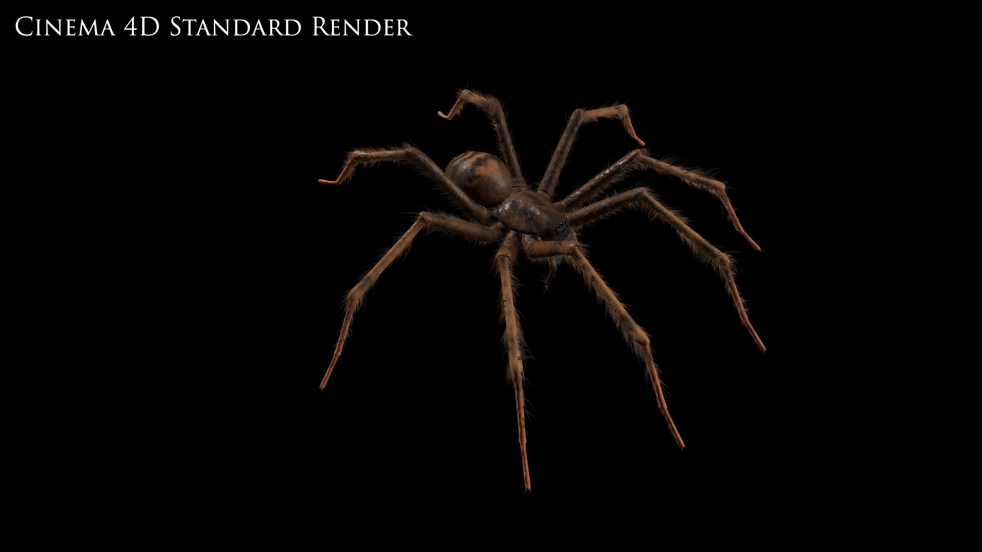 tegenaria domestica 3D model https://p.turbosquid.com/ts-thumb/jl/tkCn0n/82iDPxGV/standard2/png/1523216937/1920x1080/fit_q87/f20887047bad63222f710252a5ac94a2c5a3ff80/standard2.jpg