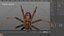 Tegenaria Domestica