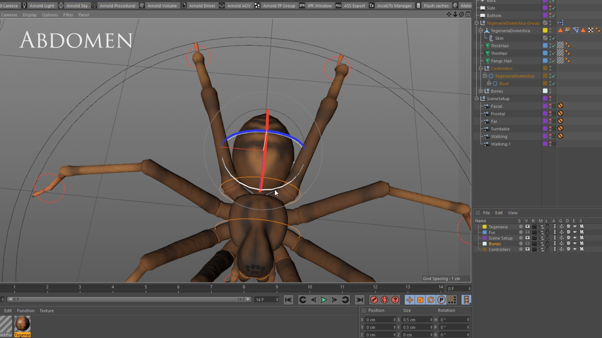 tegenaria domestica 3D model https://p.turbosquid.com/ts-thumb/jl/tkCn0n/8IAsx1ha/rig/png/1523113854/1920x1080/turn_fit_q99/94c53dd83e19fa7c04d000a474acc720e5e75a96/rig-1.jpg