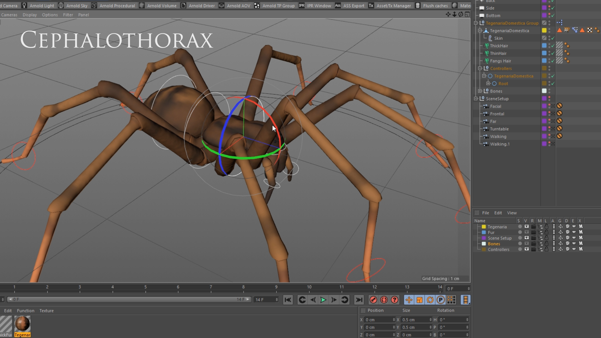 tegenaria domestica 3D model https://p.turbosquid.com/ts-thumb/jl/tkCn0n/FddQaZpG/rig/png/1523113989/1920x1080/turn_fit_q99/fd9aba74ce2392ca21ea6eb52c6aa41611fe7576/rig-1.jpg