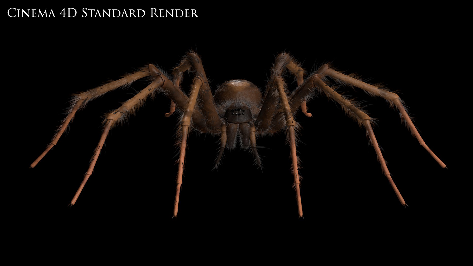 tegenaria domestica 3D model https://p.turbosquid.com/ts-thumb/jl/tkCn0n/OQ2LvsBx/standard3/png/1523216937/1920x1080/fit_q87/8a7ad446790accdf652531386321ed1f61bf2537/standard3.jpg