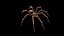 Tegenaria Domestica
