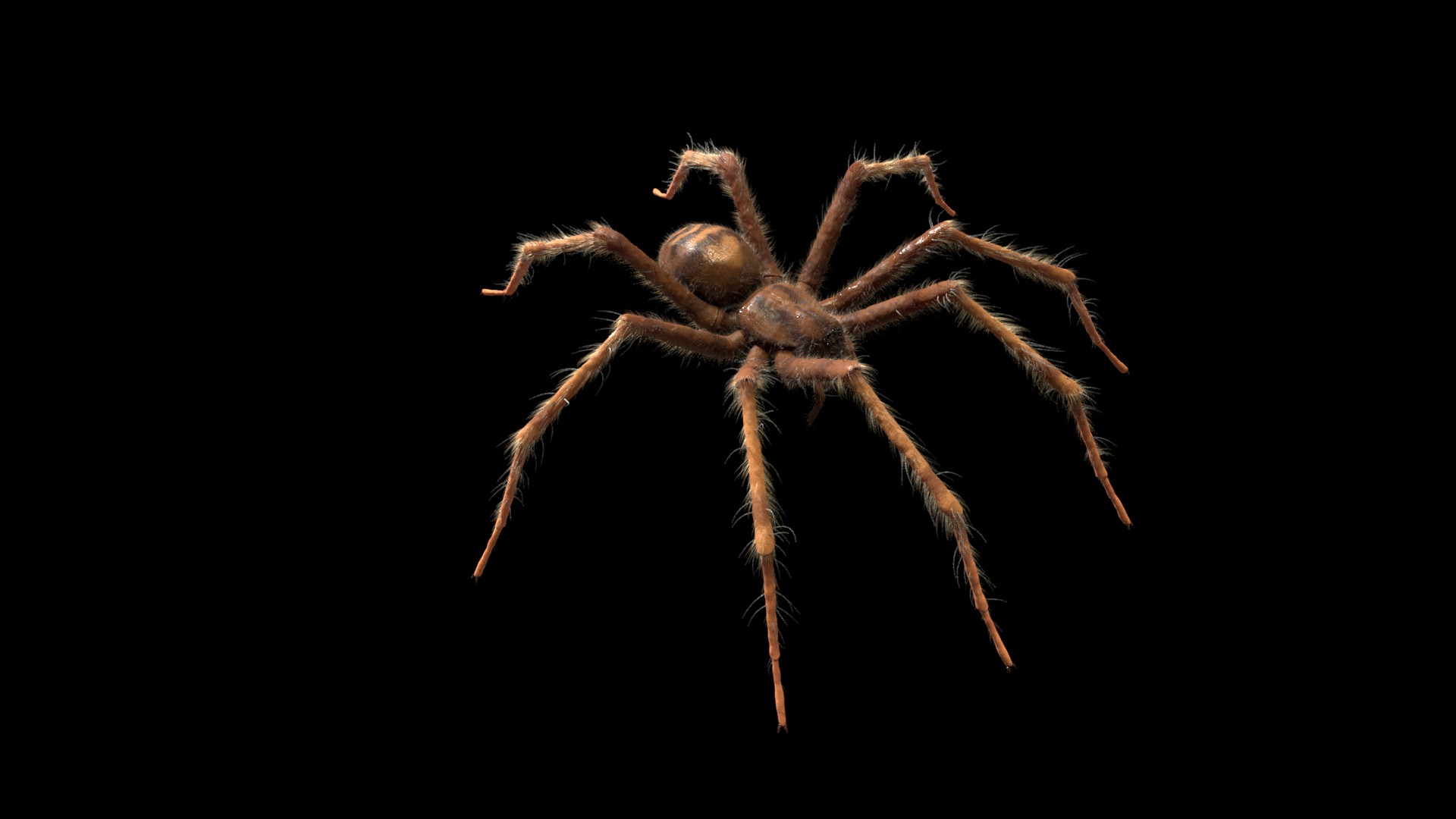 tegenaria domestica 3D model https://p.turbosquid.com/ts-thumb/jl/tkCn0n/PKanjPd9/turntable/png/1523067308/1920x1080/turn_fit_q99/a20c10aaed52f46a43b136bdf47f6dff404978e5/turntable-1.jpg