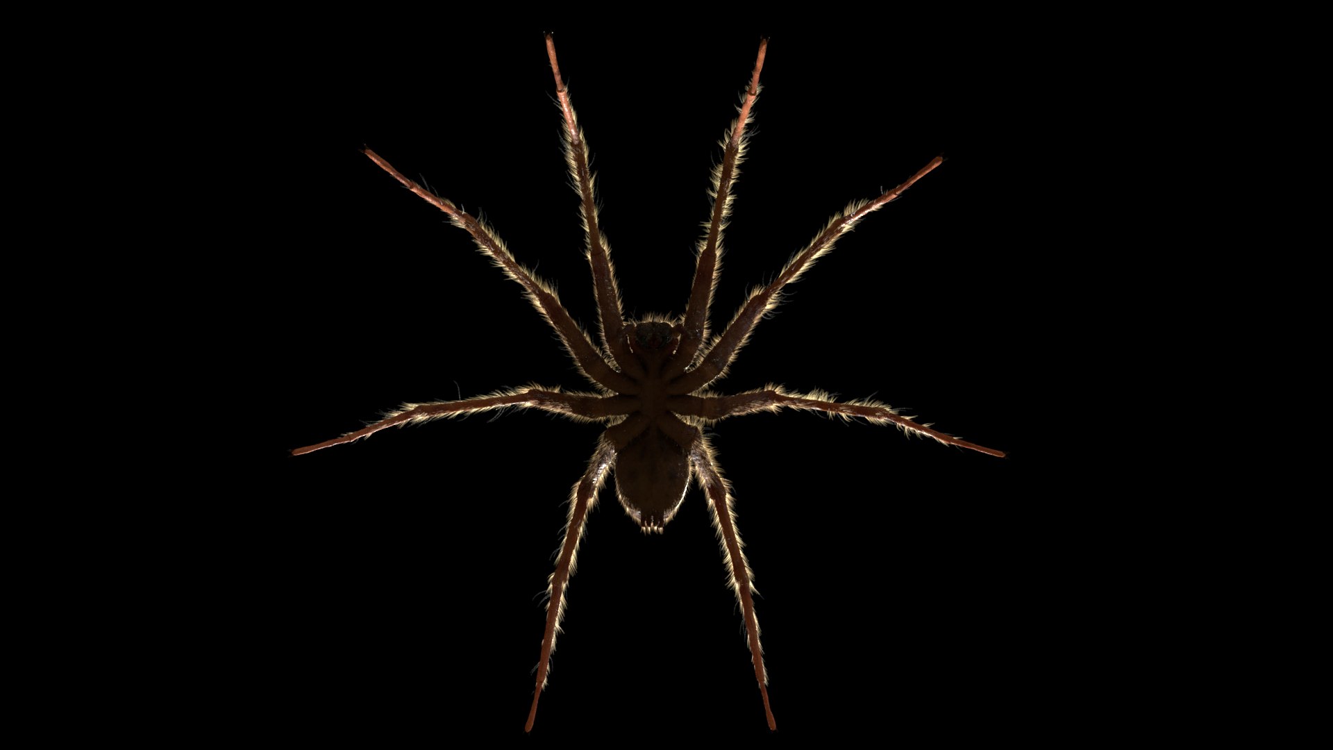 tegenaria domestica 3D model https://p.turbosquid.com/ts-thumb/jl/tkCn0n/QV2VsV5O/r1/png/1523067247/1920x1080/fit_q87/51901b4d833d03364c8c38b9ac8bbbd6f351c569/r1.jpg