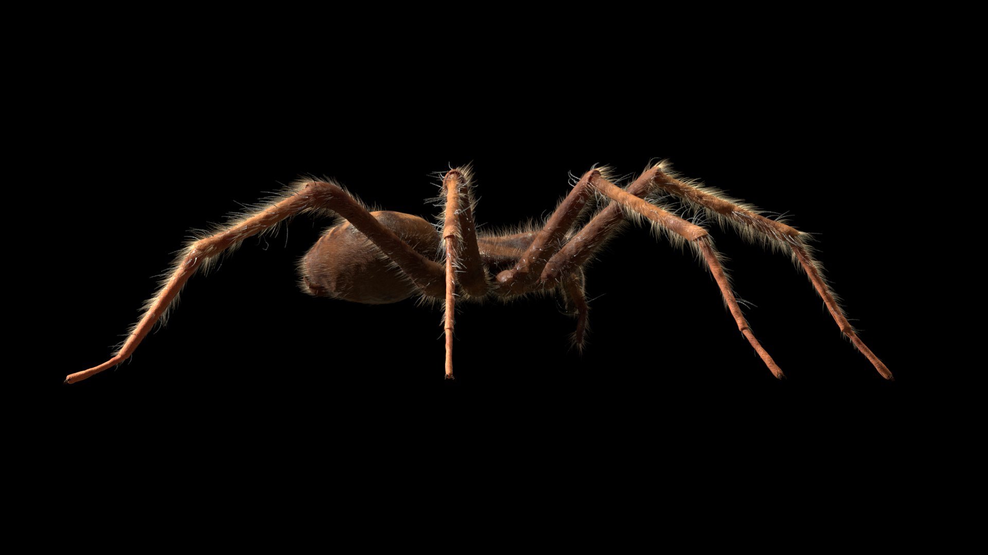 tegenaria domestica 3D model https://p.turbosquid.com/ts-thumb/jl/tkCn0n/QwvcLpza/r3/png/1523067247/1920x1080/fit_q87/0729a5f526e2f02f1dc12f4d6806cbe351466ecf/r3.jpg
