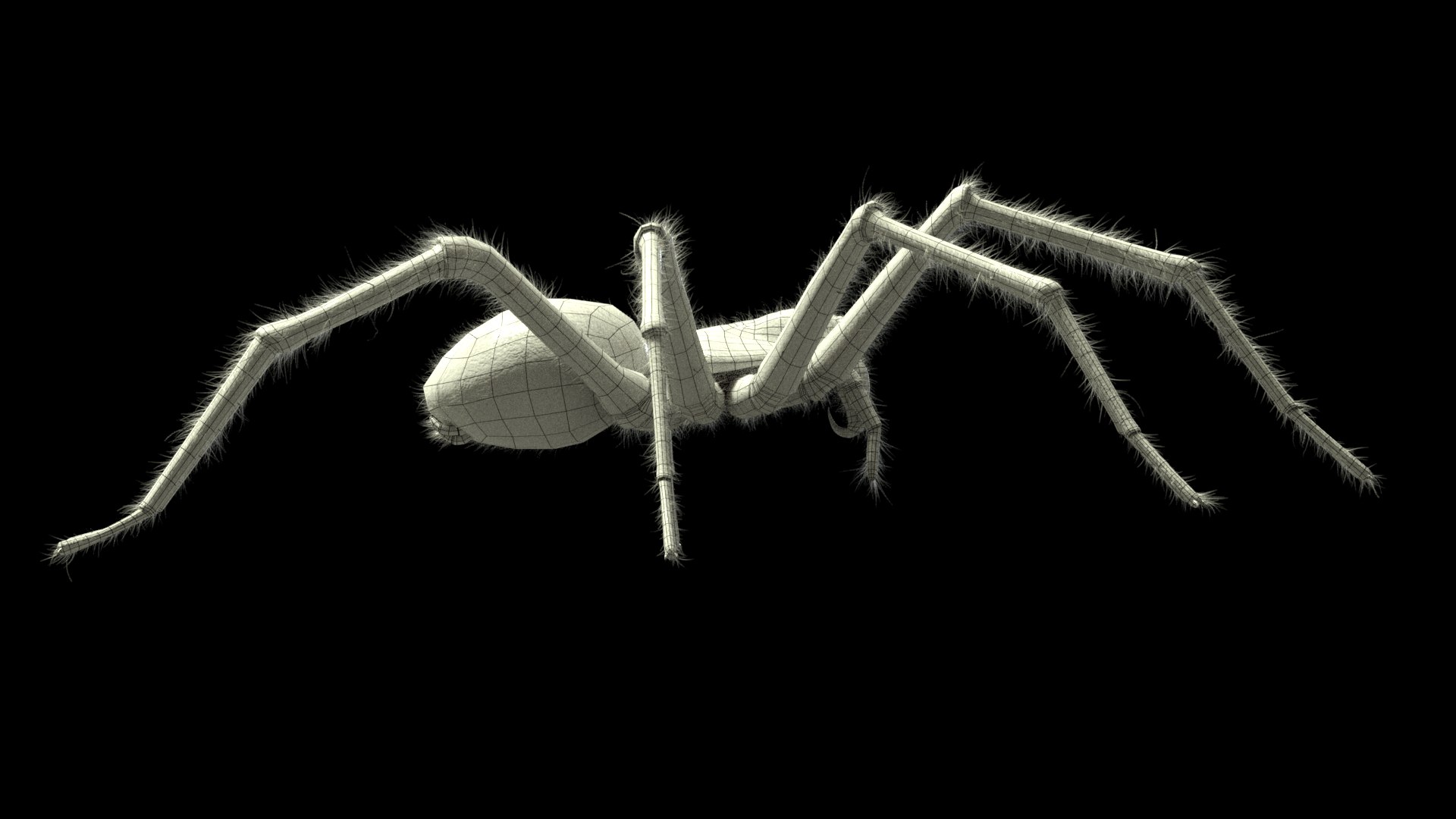 tegenaria domestica 3D model https://p.turbosquid.com/ts-thumb/jl/tkCn0n/TAAERmCx/r6/png/1523067247/1920x1080/fit_q87/0baf9ea676d0c85968beeb917c2280c7a4c24eff/r6.jpg